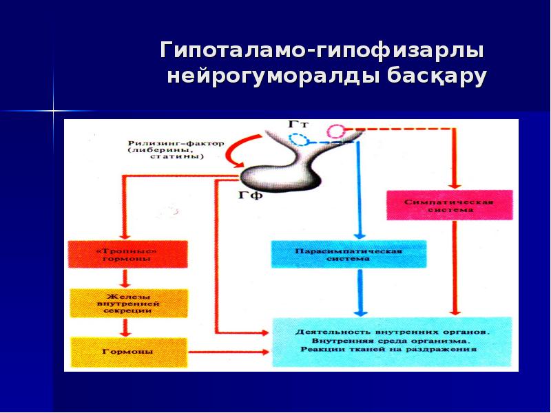 Дисфункция гипоталамо. Гипоталамо гипохлорирование.