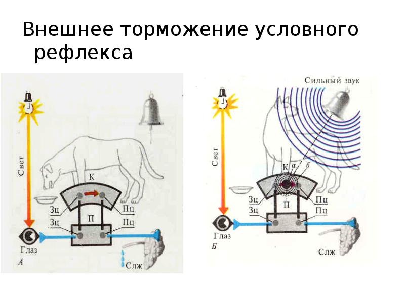 Торможение условных рефлексов