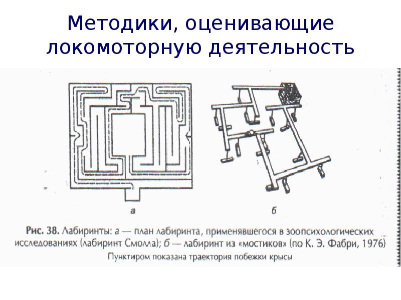 Схема лабиринта для крысы