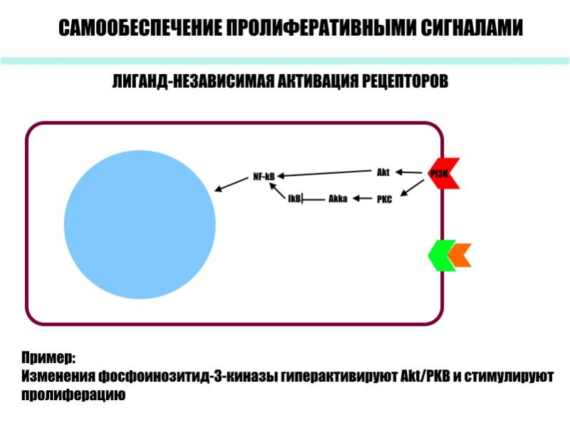 Механизмы канцерогенеза презентация