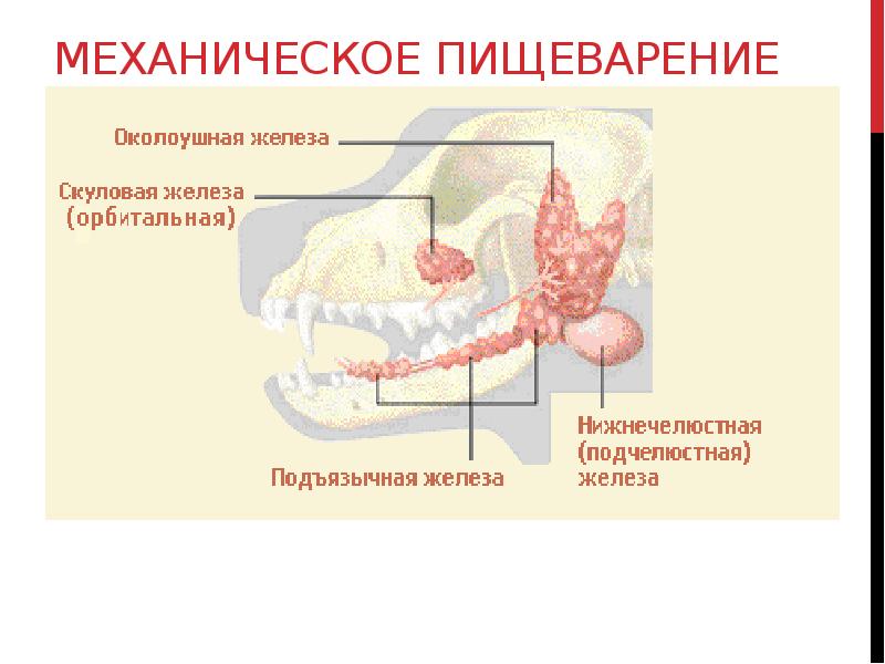Пищеварительные железы ткани. Слюнные железы собаки анатомия. Механическое пищеварение. Механическое пищеварение во рту. Механическое пищеварение таблица.