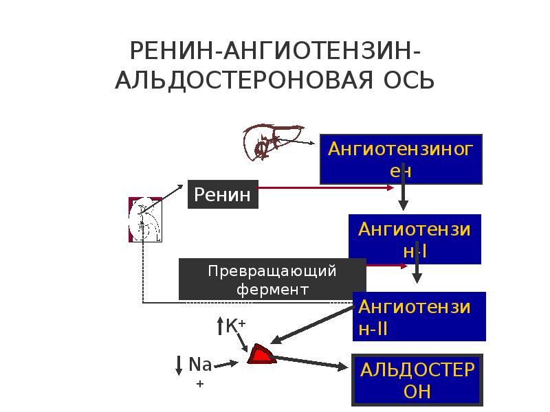 Ренин ангиотензин альдостероновая система презентация