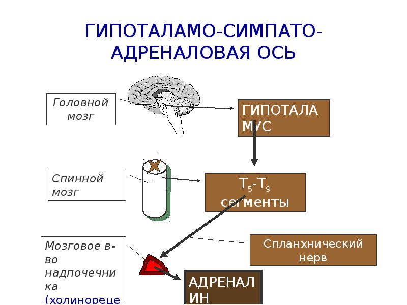 Патофизиология надпочечников презентация