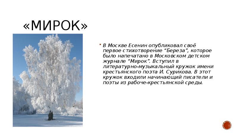 Кто написал стихотворение береза. Первое стихотворение Есенина береза. Первое стихотворение береза Сергей Александрович Есенин. Стихотворение Сергея Александровича Есенина береза. Сергей Александрович Есенин стихи о Березе.