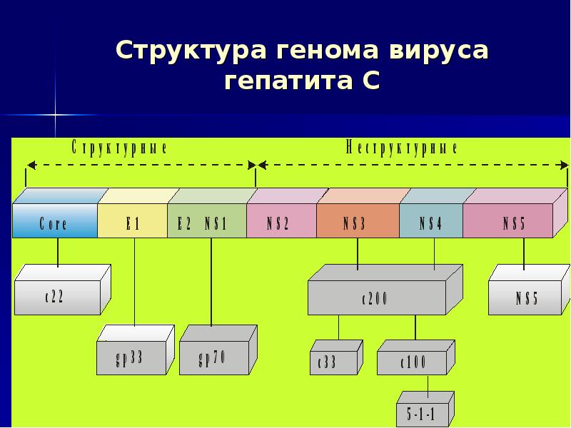 Структура генома вируса гепатита. Строение генома. Состав генома. Структура генома crf63_02a6.