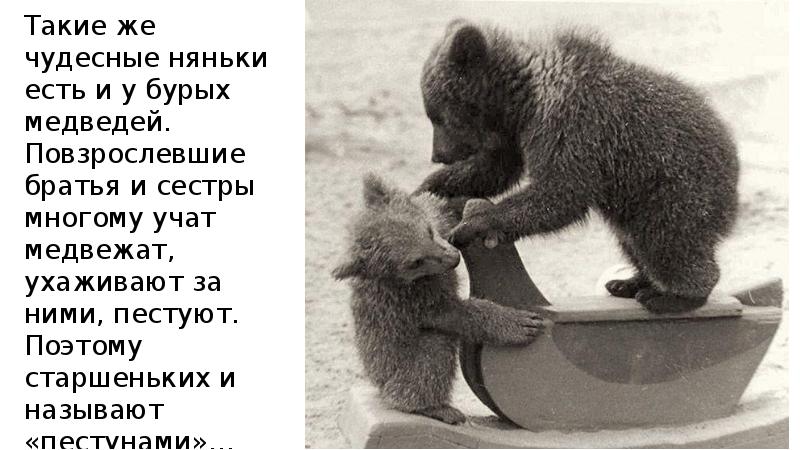 Медведь начало слова. Медведь Пестун с братьями. Медвежата взрослеют. Пестун наставник. Учит быть медведем.