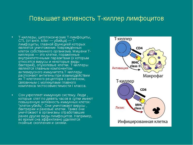 Цитотоксические т клетки. Клетки т хелперы и т киллеры. Цитотоксические т-лимфоциты т киллеры. Клетки в лимфоциты т киллеры т хелперы. Лимфоциты хелперы киллеры супрессоры.