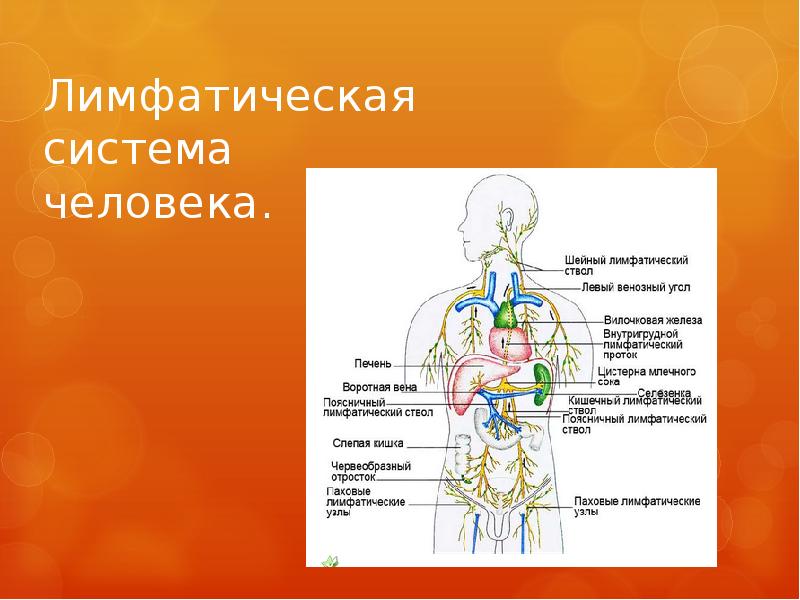 Презентация по биологии на тему лимфа