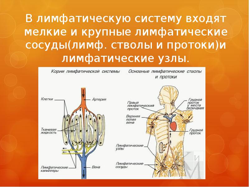 Презентация по биологии на тему лимфа