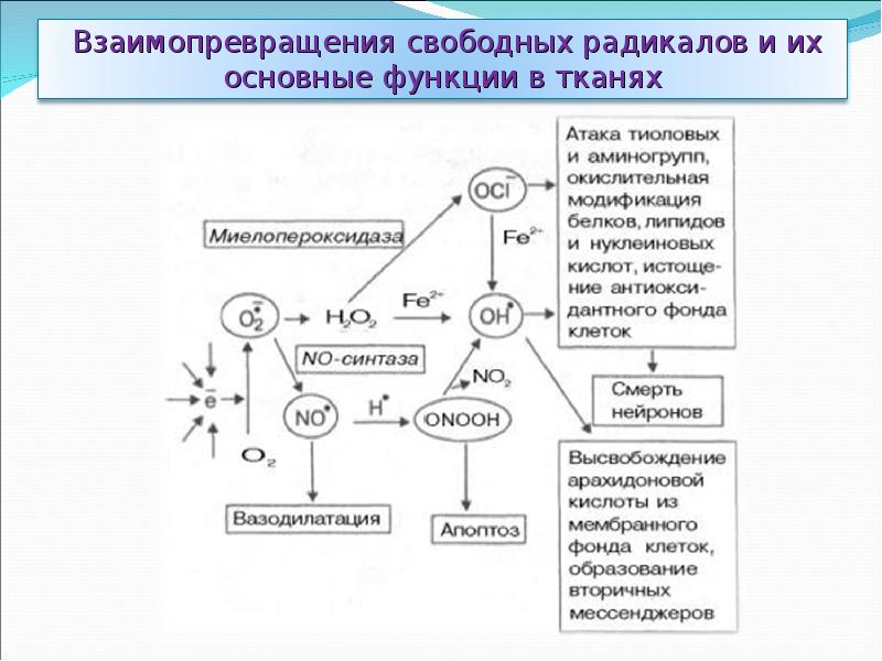 Схема образования активных форм кислорода