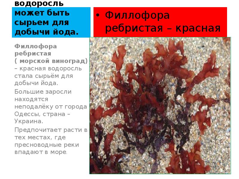 Какая водоросль может быть сырьем для добычи йода. Филлофора ребристая –
