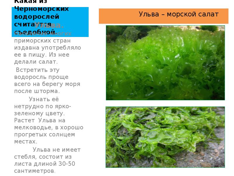 Какая из Черноморских водорослей считается съедобной.     