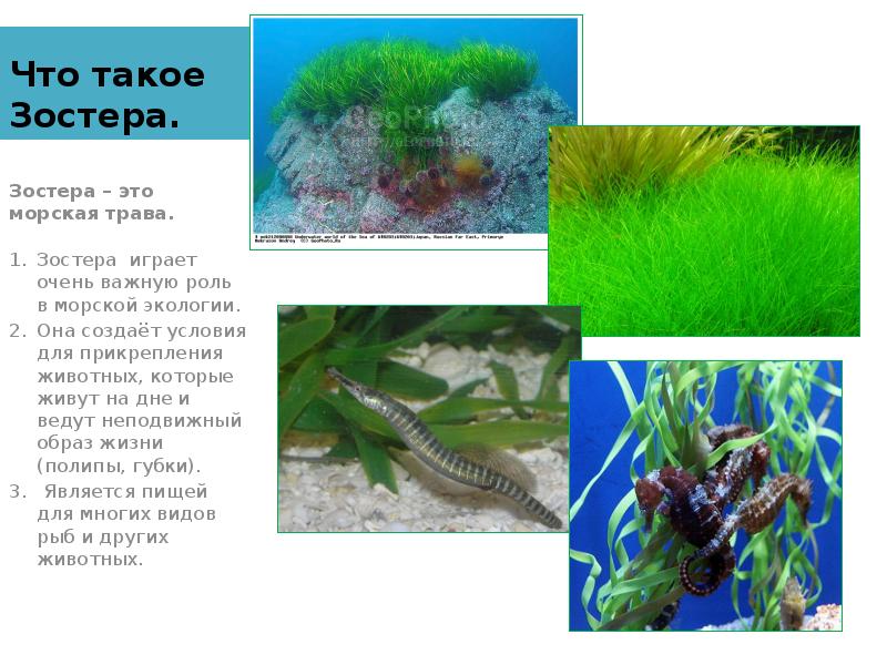 Что такое Зостера. Зостера – это морская трава. Зостера играет очень