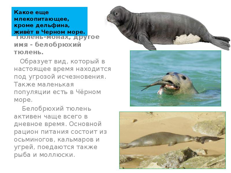 Какое еще млекопитающее, кроме дельфина, живёт в Черном море. &nbsp;Тюлень-монах, другое