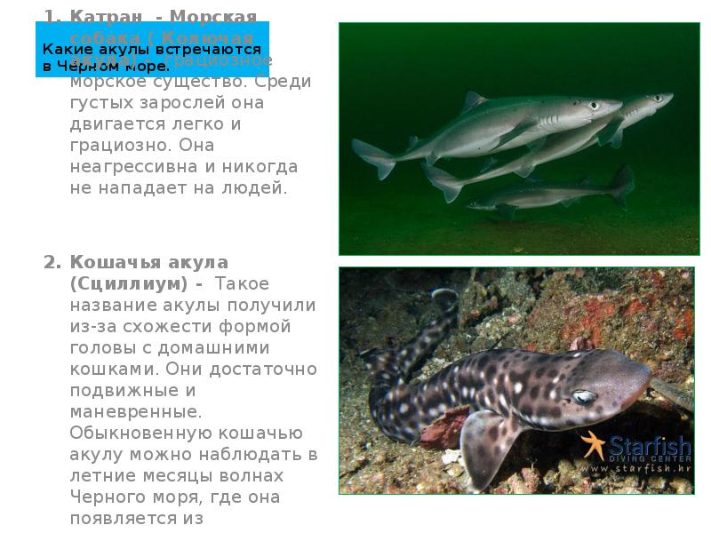 Какие акулы встречаются в Чёрном море. Катран - Морская собака (