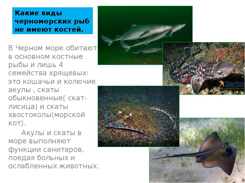 Какие виды черноморских рыб не имеют костей. В Черном море обитают