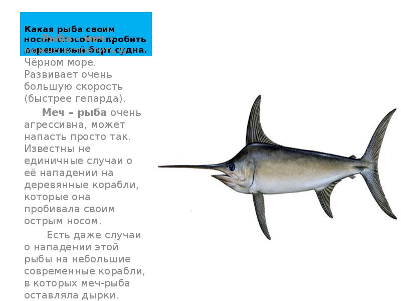 Какая рыба своим носом способна пробить деревянный борт судна.  
