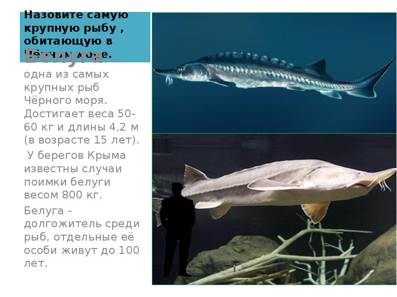 Назовите самую крупную рыбу , обитающую в Чёрном море. Белуга —
