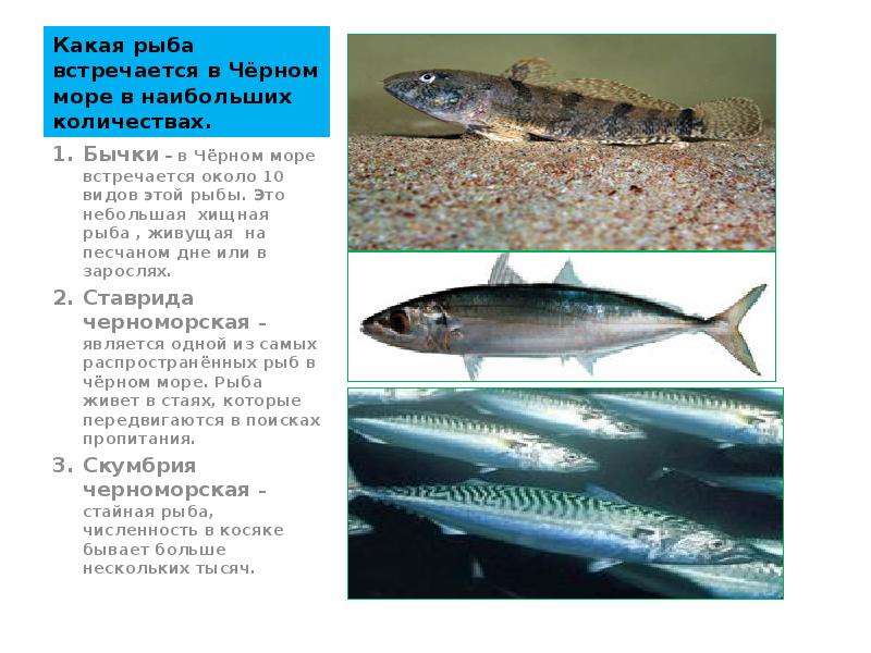 Какая рыба встречается в Чёрном море в наибольших количествах. Бычки –