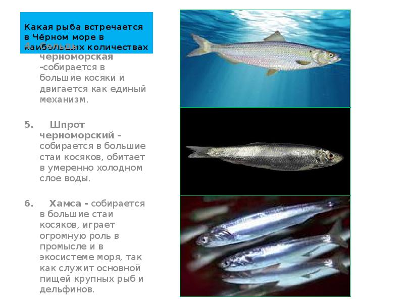 Какая рыба встречается в Чёрном море в наибольших количествах Сельдь черноморская