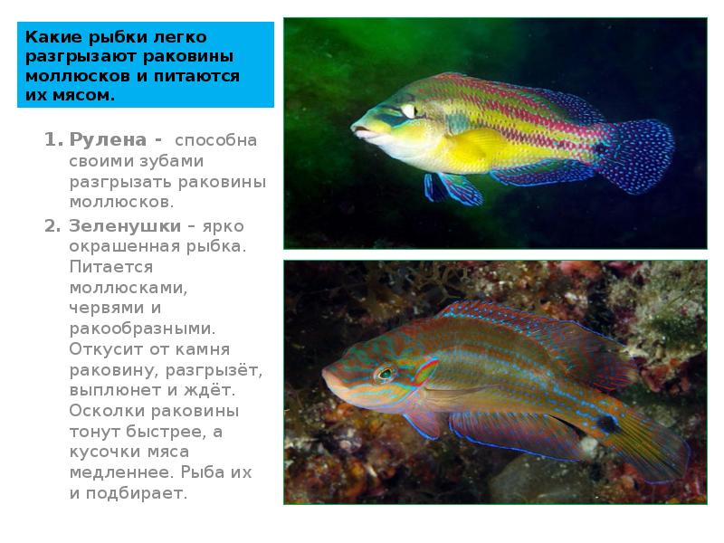 Какие рыбки легко разгрызают раковины моллюсков и питаются их мясом. Рулена