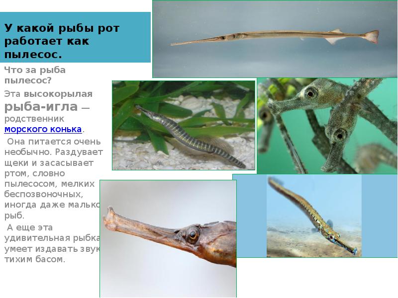 У какой рыбы рот работает как пылесос. Что за рыба пылесос?