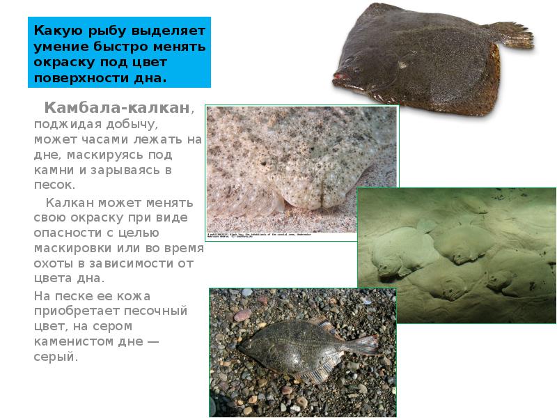 Какую рыбу выделяет умение быстро менять окраску под цвет поверхности дна.