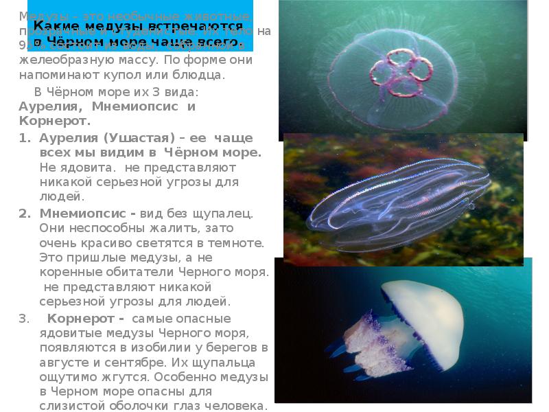 Какие медузы встречаются в Чёрном море чаще всего. Медузы – это