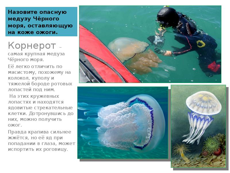 Назовите опасную медузу Чёрного моря, оставляющую на коже ожоги. Корнерот –