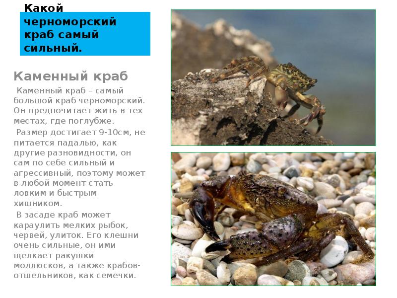 Какой черноморский краб самый сильный. Каменный краб  Каменный краб –