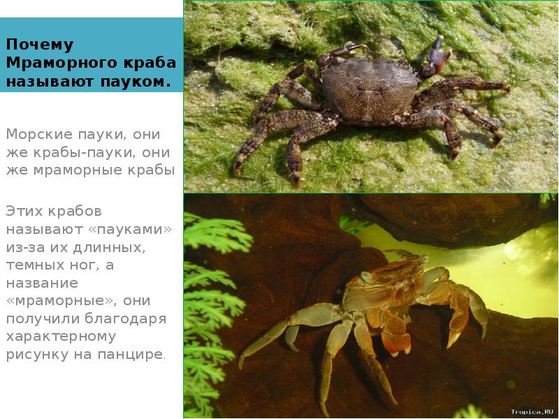 Почему Мраморного краба называют пауком. Морские пауки, они же крабы-пауки, они