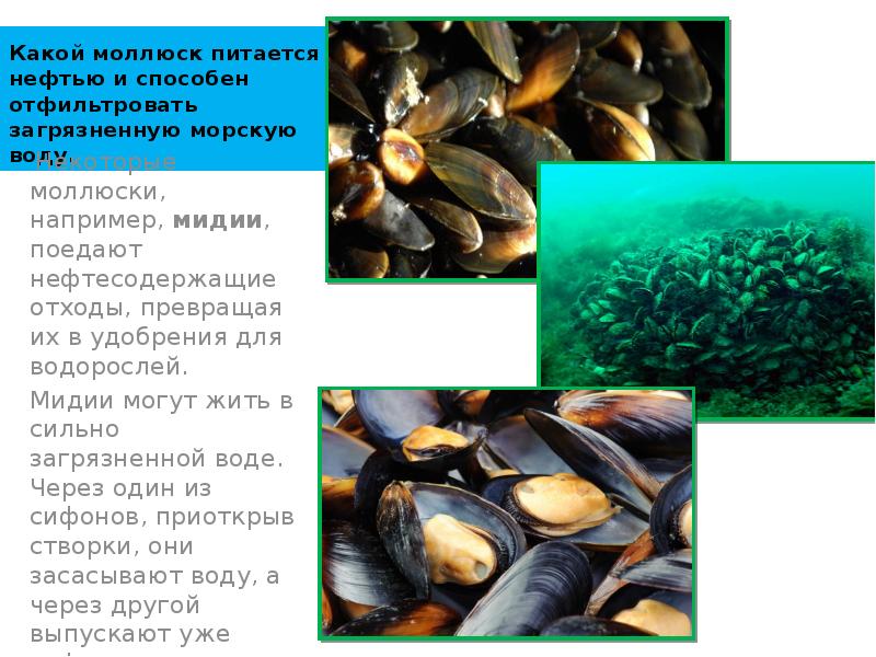 Какой моллюск питается нефтью и способен отфильтровать загрязненную морскую воду. &nbsp;Некоторые