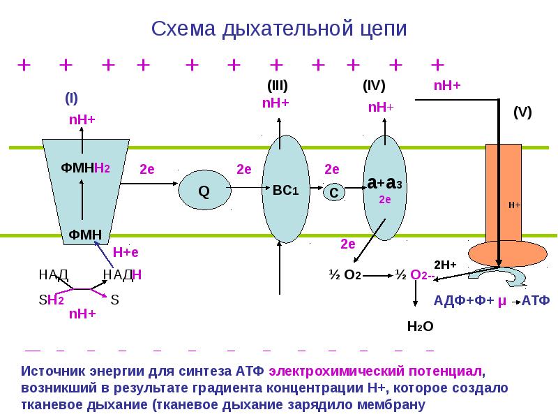 Каким образом энергия окисления преобразуется в энергию АТФ?