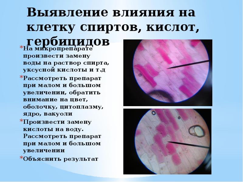 Плазмолиз и деплазмолиз. Наблюдение плазмолиза в клетках кожицы лука. Явление плазмолиза и деплазмолиза лабораторная работа.