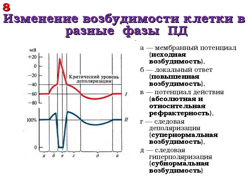Вечный период возбуждения Вечный период возбуждения