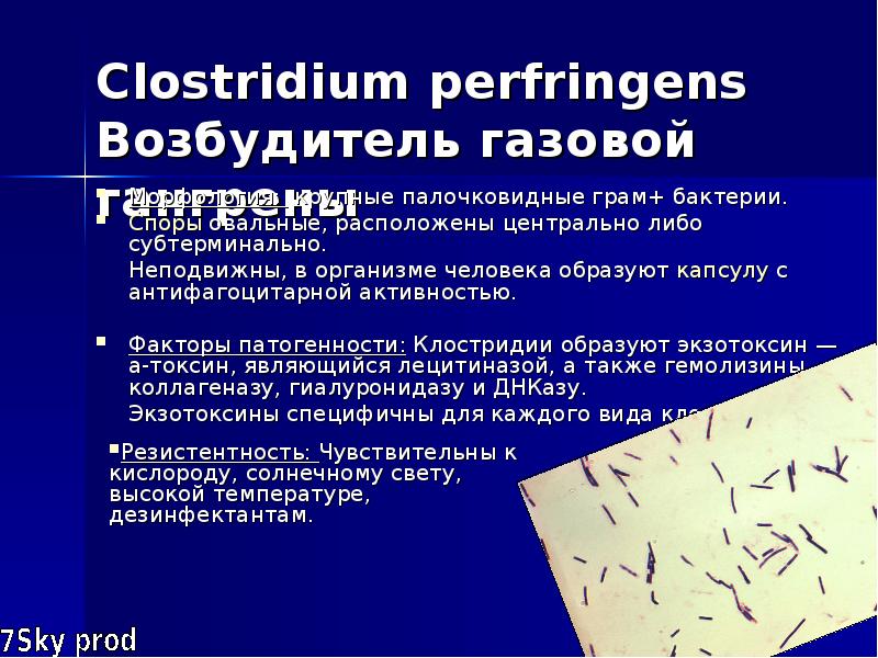 Clostridium perfringens sintomas