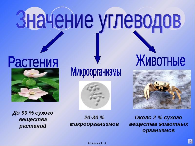 Значение углеводов в живой природе и жизни человека презентация