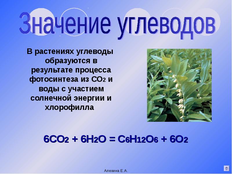 Растительные углеводы. Значение углеводов для растений. Углеводы в природе образуются в результате процесса. Углеводы появляются в растениях в результате. Значение \ углеводов в растительных.