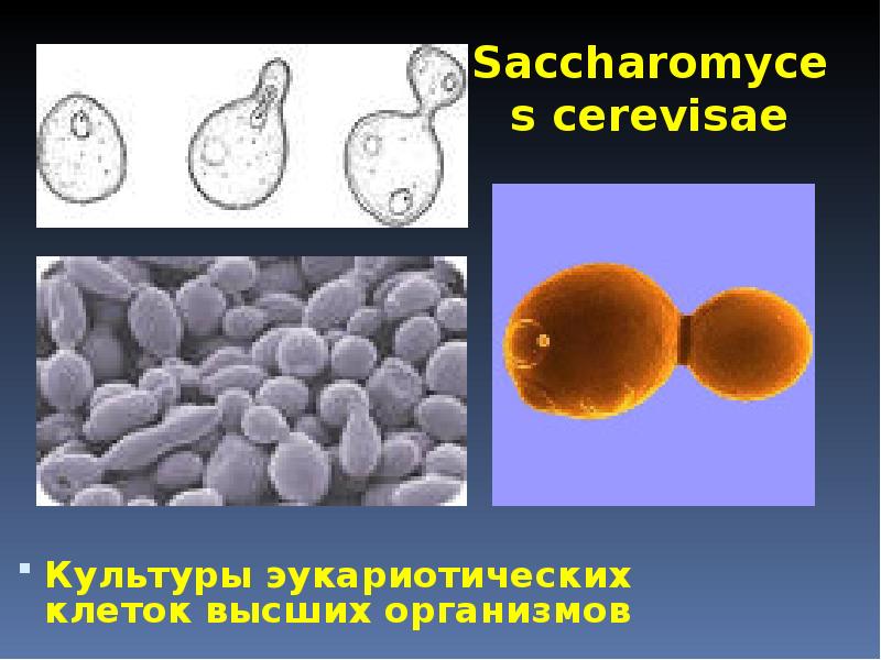 Saccharomyces cerevisae Культуры эукариотических клеток высших организмов