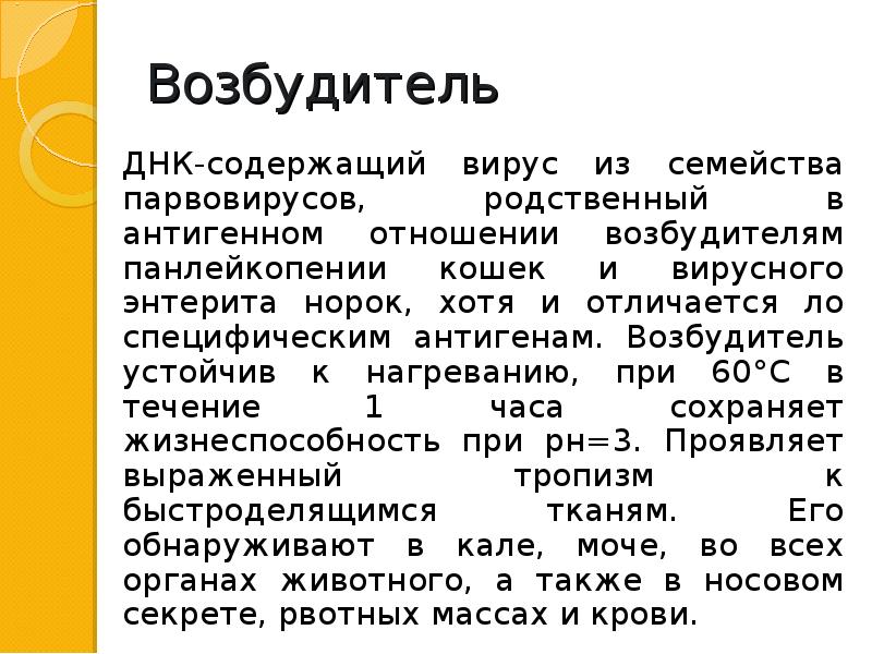 Парвовирус собак презентация