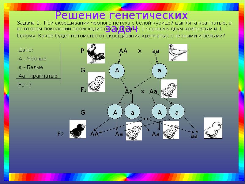 Составление простейших схем скрещивания