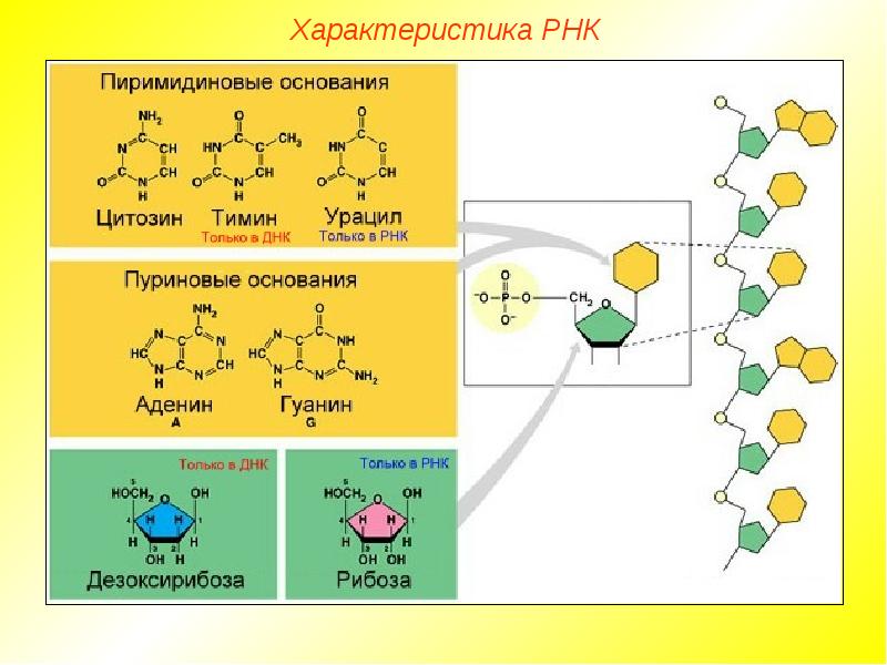 Картинки на тему химический состав клетки