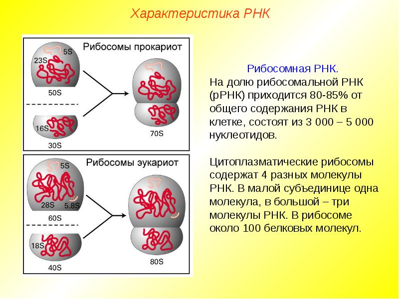 Молекулярная структура какого органического вещества изображена на рисунке днк крахмала белка атф