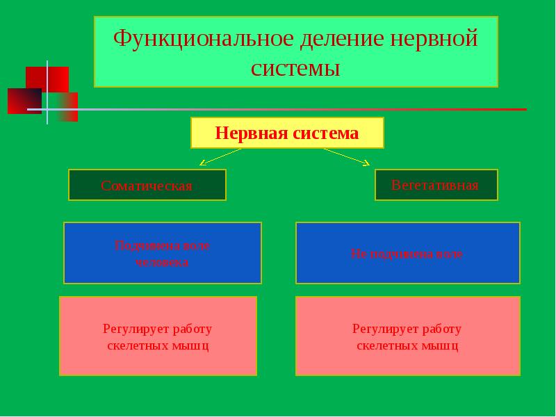 Дополните схему функциональное деление нервной системы. Функциональное деление нервной системы. функциональное деление нервной системы схема. что такое функциональное деление. схема функционального деления нервной системы человека.