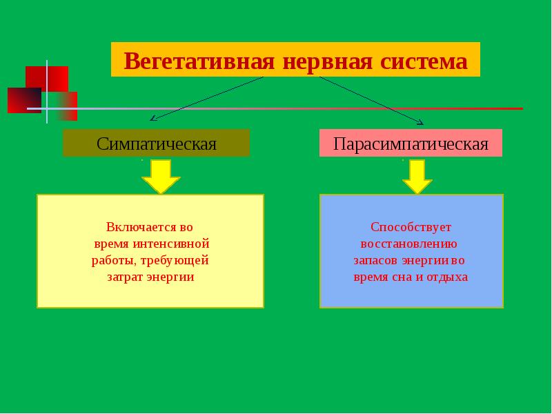 Характеристика нервной системы человека презентация