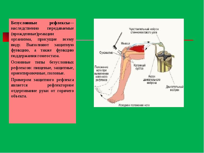 Нервная система человека презентация 8 класс