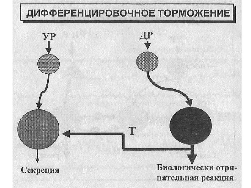 Угасательное торможение это. Дифференцировочное торможение условных рефлексов. Дифференцировочное торможение схема.