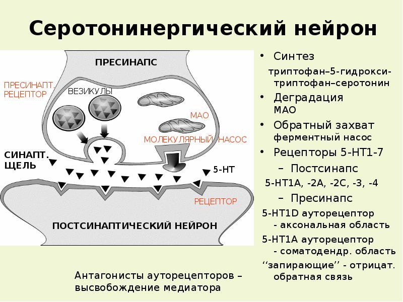 Клиническая фармакология антидепрессантов презентация