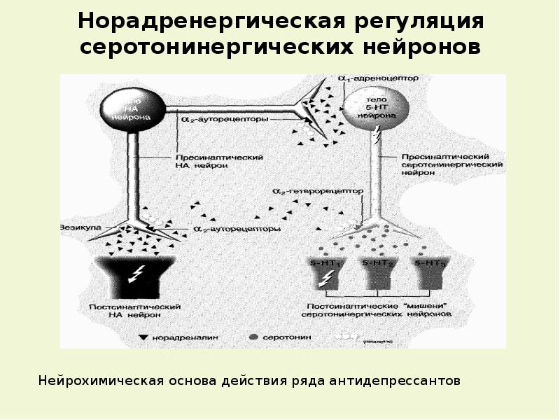 Клиническая фармакология антидепрессантов презентация