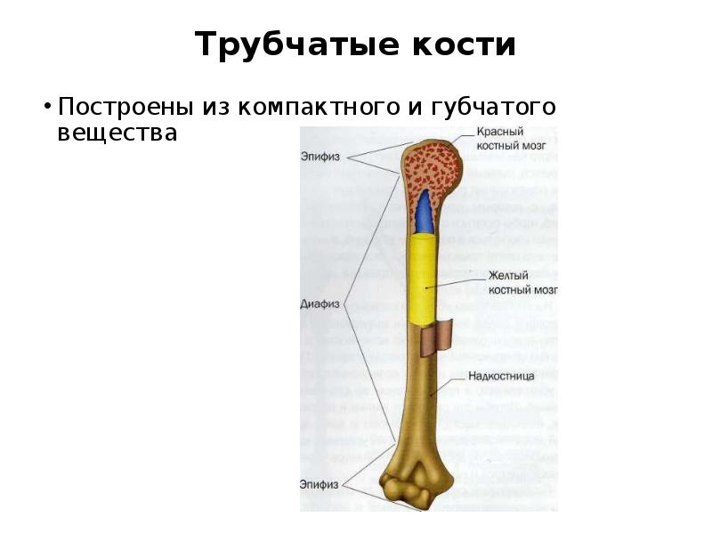 Как выглядит трубчатая кость фото